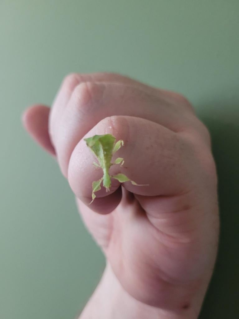 Phyllium limogesi nimfen/eieren, Dieren en Toebehoren, Ophalen of Verzenden, Nieuw, Overige typen