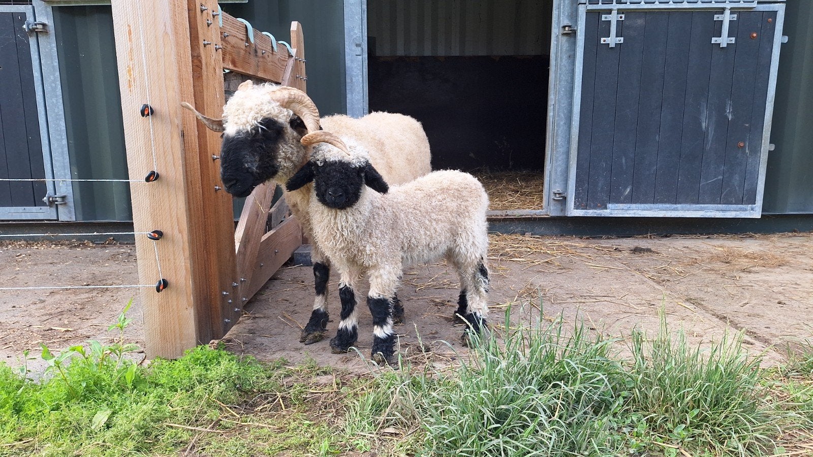Prachtig wallisser schwarznauser rammetje te koop lammetje, Mannelijk, Schaap