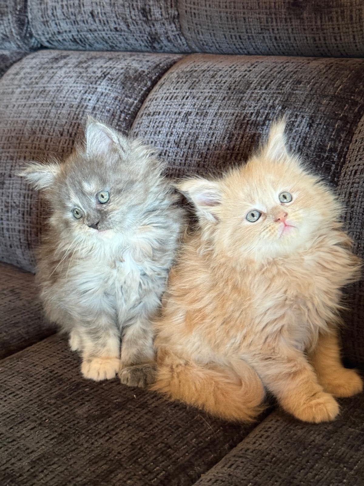 Prachtige Maine Coon kittens! Mainecoon/maincoon poesjes!!, Meerdere dieren, Ontwormd, 0 tot 2 jaar