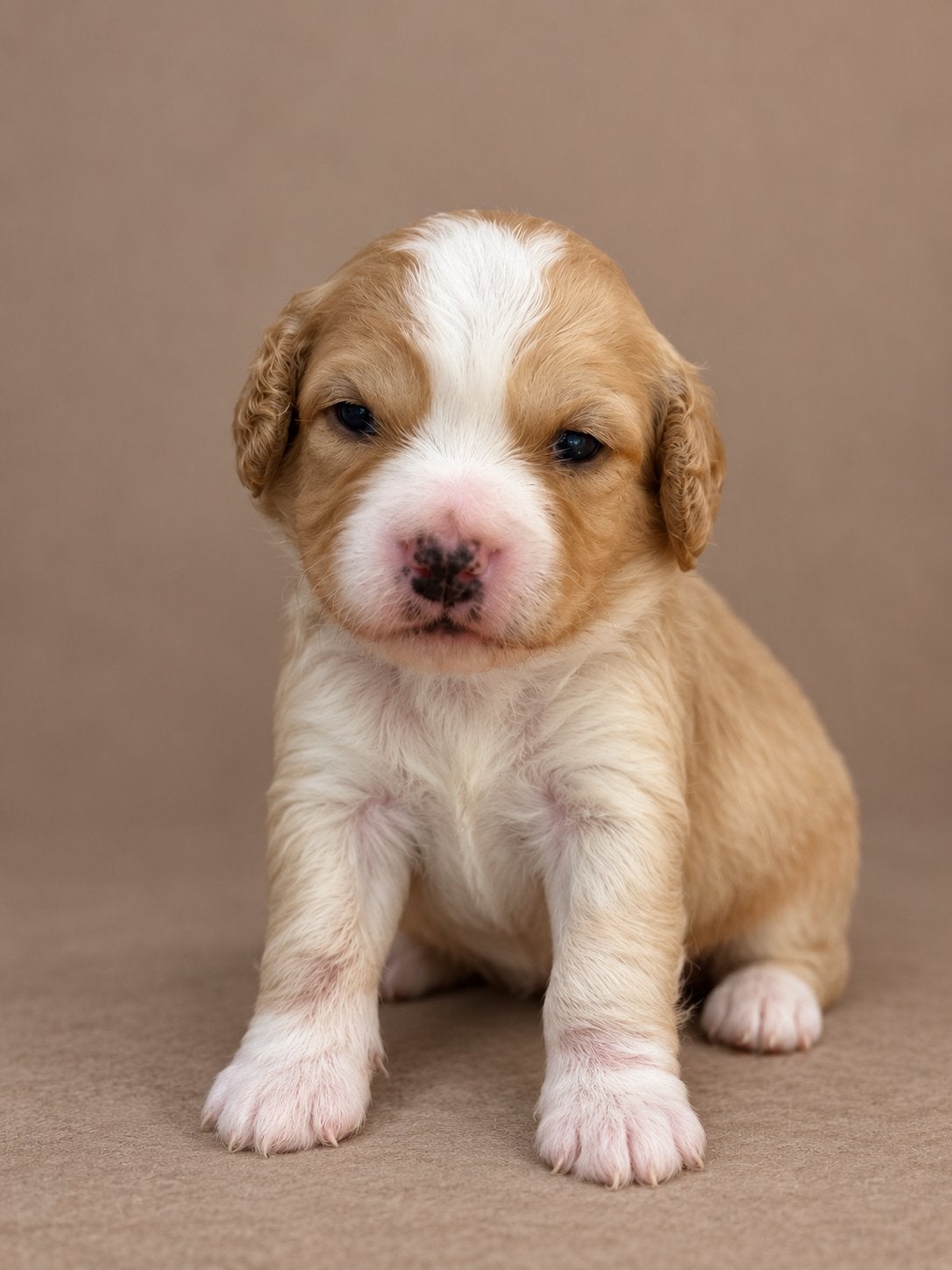 Maltipoo pups, maltezer x toy poedel, Dieren en Toebehoren, Nederland, Overige rassen, CDV (hondenziekte), 8 tot 15 weken