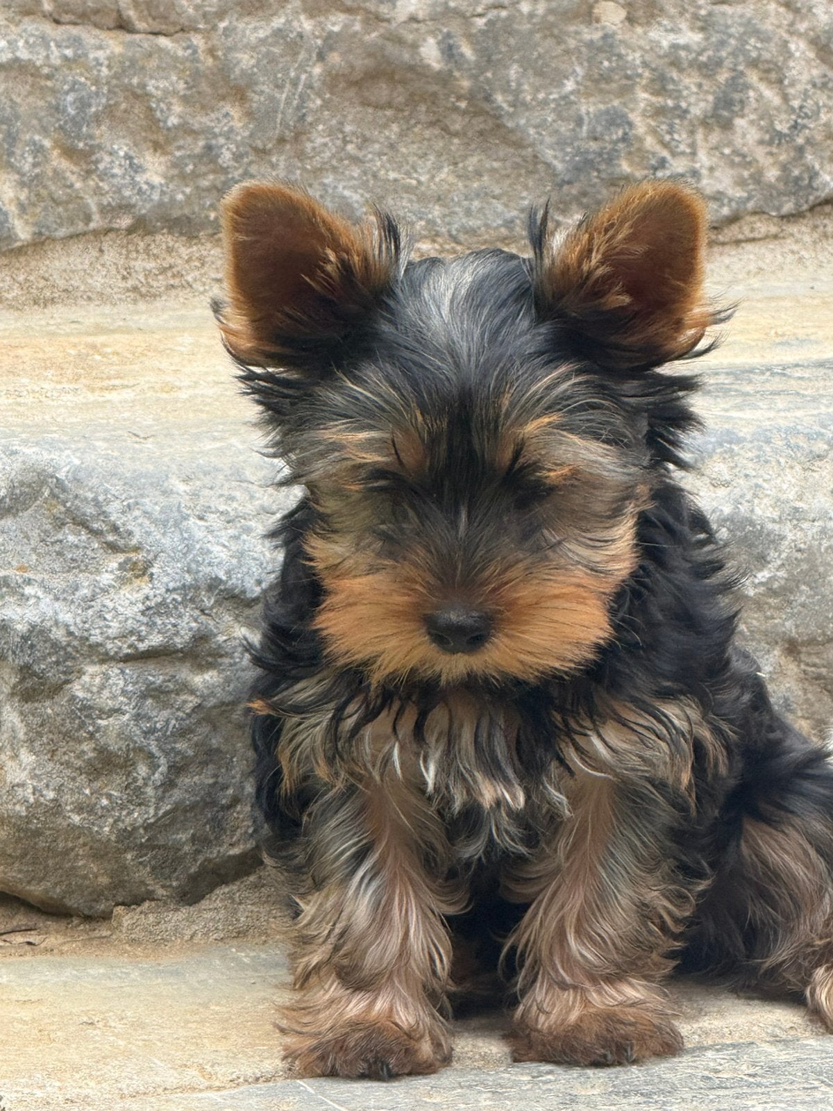 Yorkshire terrier pups, Dieren en Toebehoren, Honden | Jack Russells en Terriërs, België, 15 weken tot 1 jaar, Meerdere, Meerdere dieren