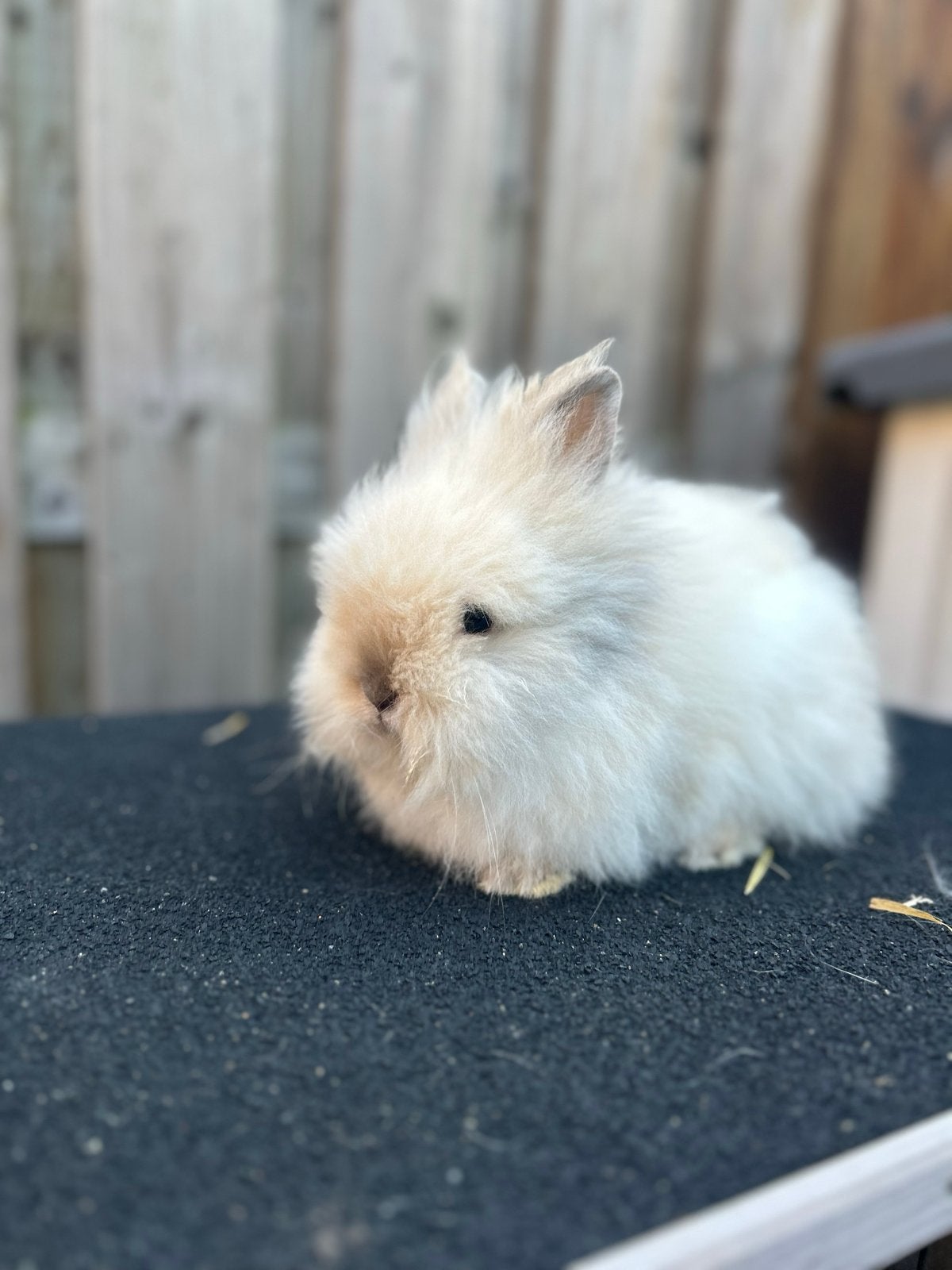 2 lieve tamme teddy widder x leeuwenkop baby konijntjes, Dieren en Toebehoren, Konijnen, Meerdere dieren, Dwerg, 0 tot 2 jaar