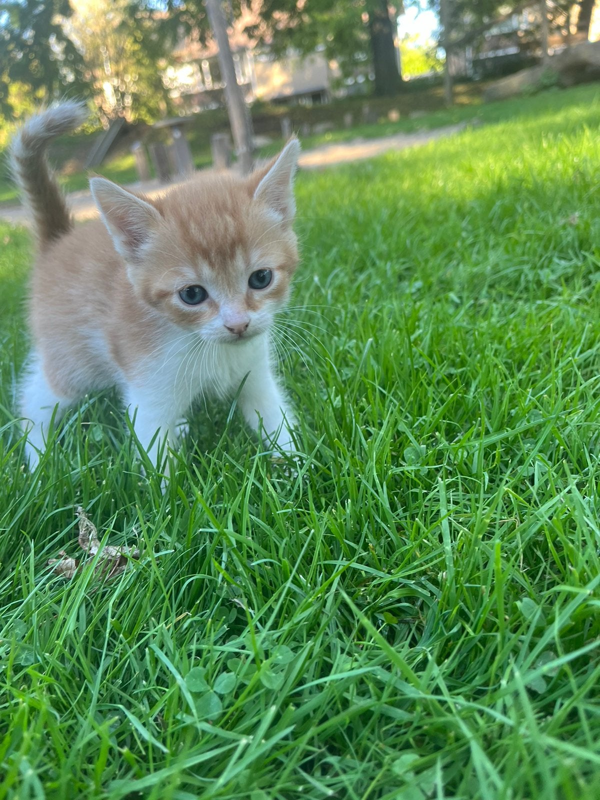 Kittens, Dieren en Toebehoren, Meerdere dieren, Ontwormd, 0 tot 2 jaar