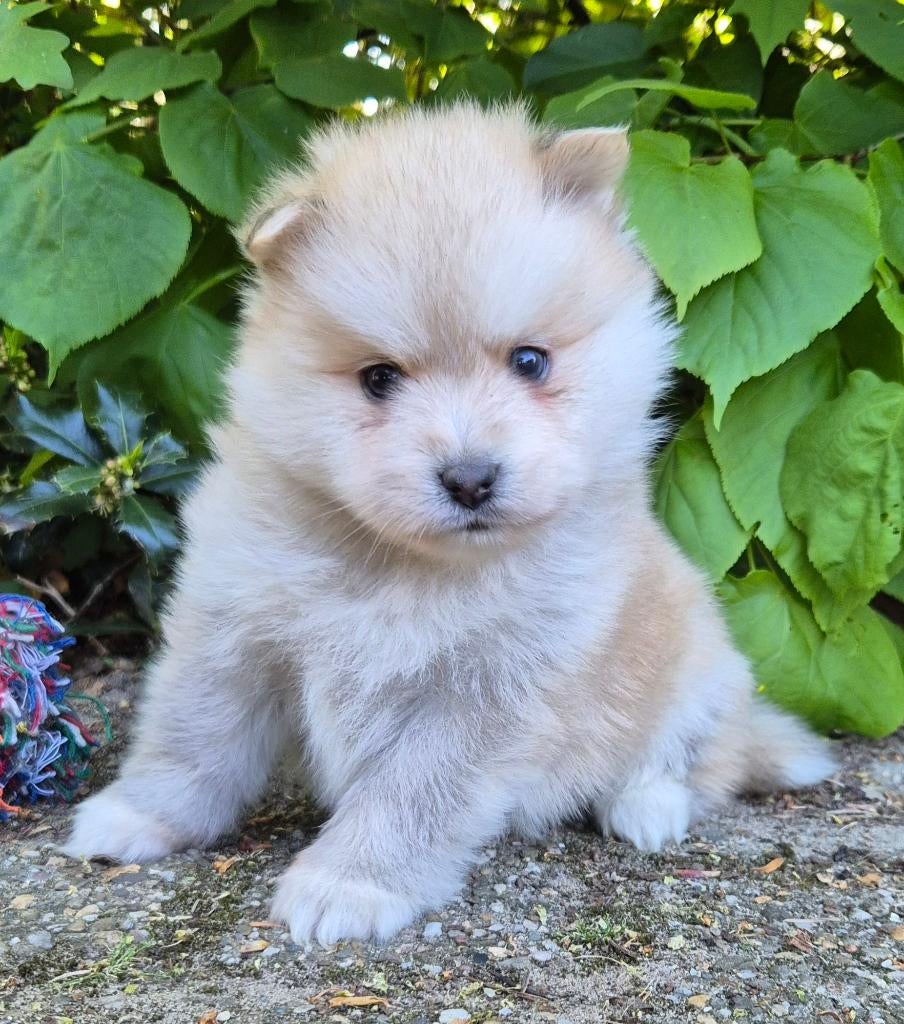 Pomsky x shiba inu (1/4) pups, Dieren en Toebehoren, Honden | Poolhonden, Keeshonden en Oertypen, Meerdere dieren, Fokker | Professioneel