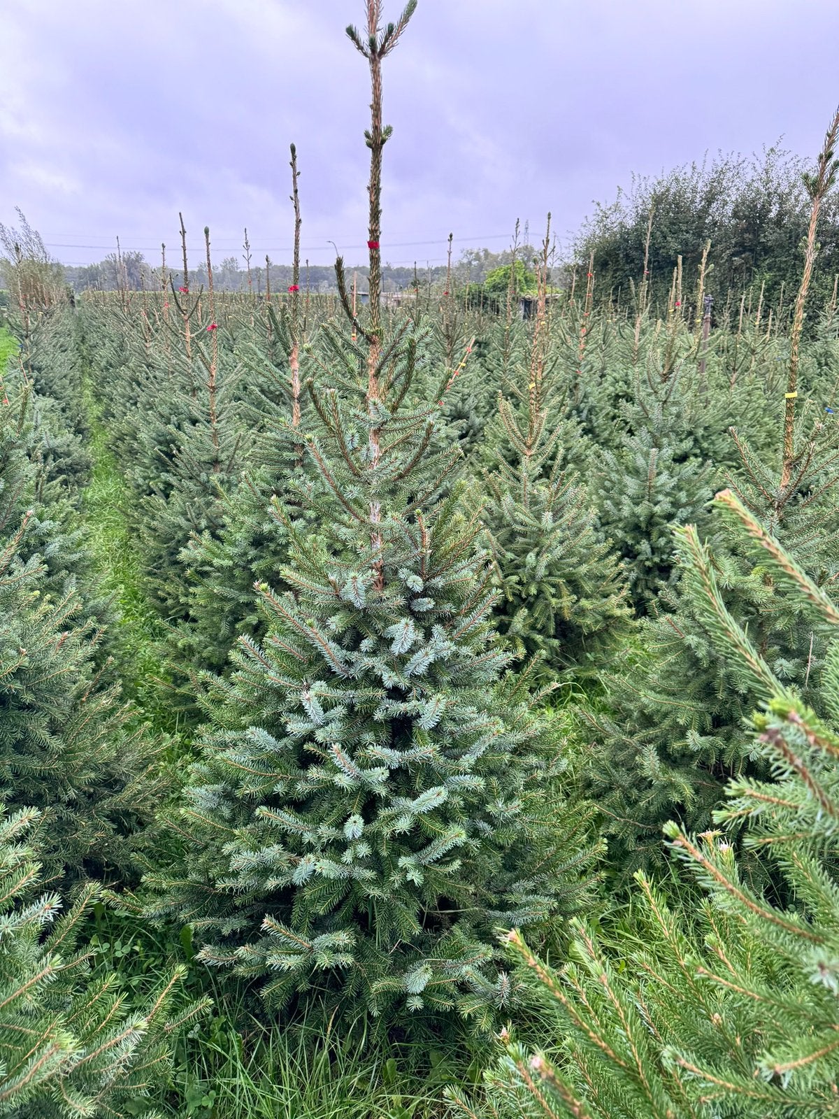 Kerstbomen, Volle zon, Bloeit niet, 100 tot 250 cm, Overige soorten