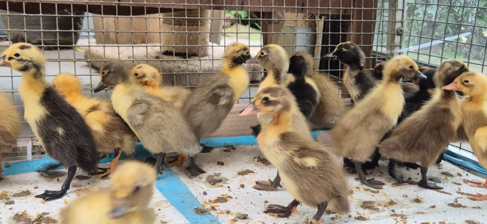 Jonge loopeenden, Dieren en Toebehoren, Meerdere dieren, Eend