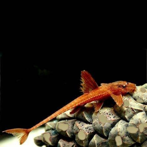 Rineloricaria spec red - Koidream Valburg, Dieren en Toebehoren, Vissen | Aquariumvissen, Vis, Zoetwatervis