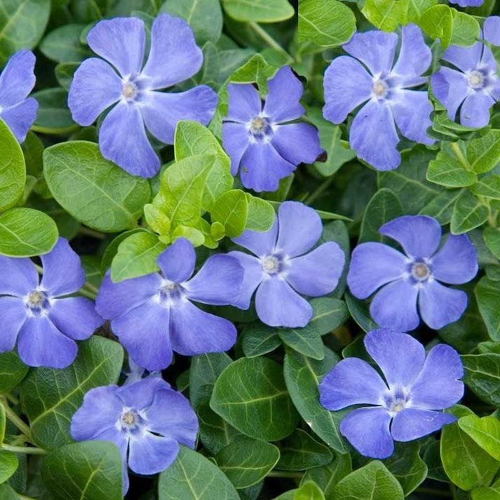 Vinca maagdenpalm,groenblijvende bodembedekker, Ophalen, Bodembedekkers, Halfschaduw