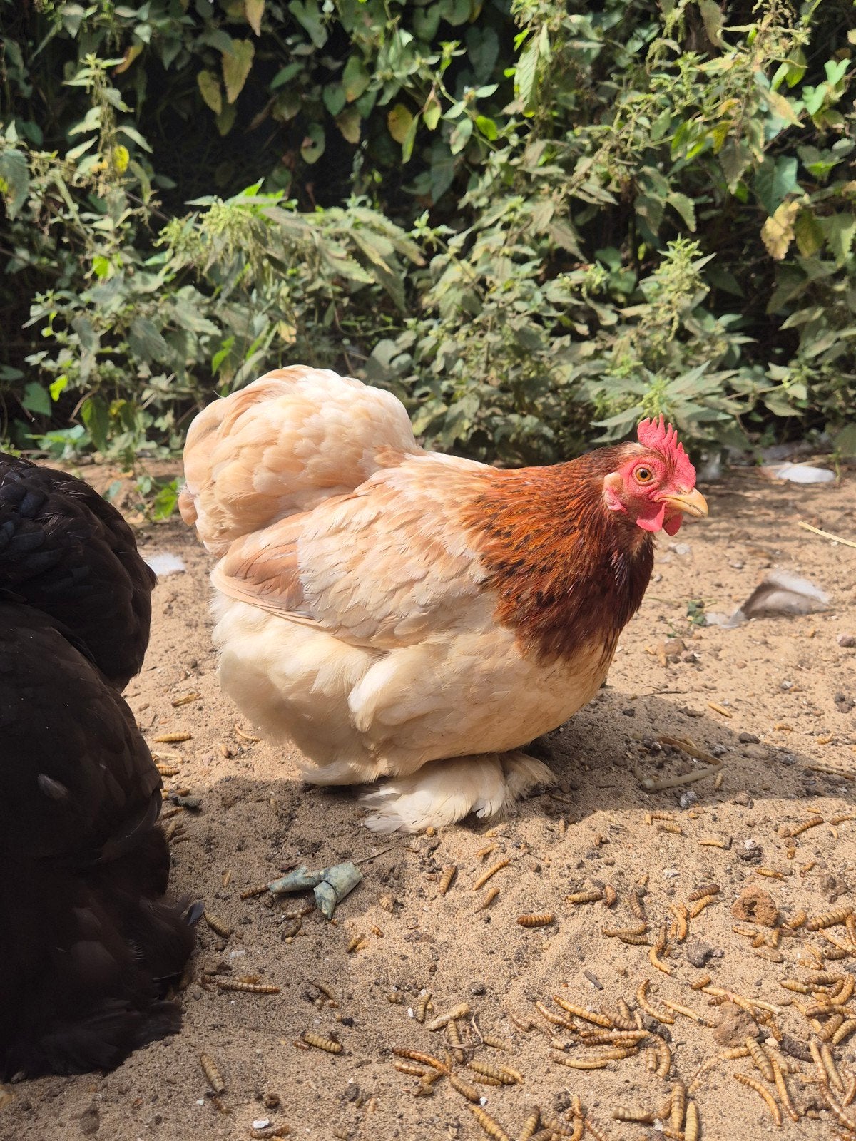 cochin kriel hen, Dieren en Toebehoren, Vrouwelijk, Kip