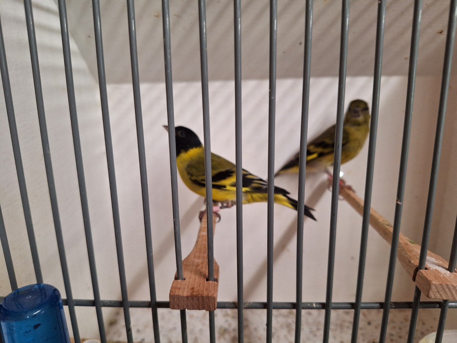 Zwartkop sijsjes, Meerdere dieren, Geringd
