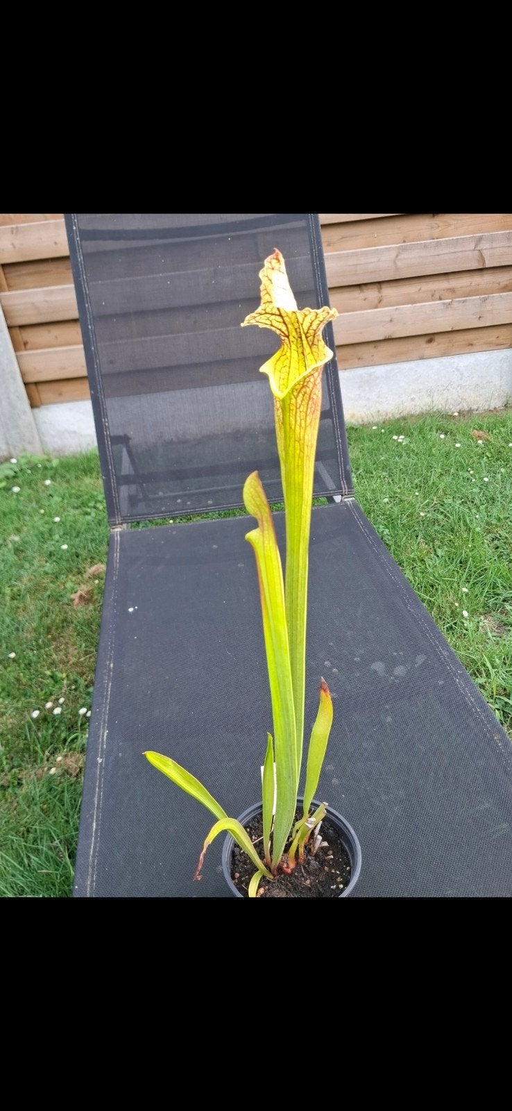 Sarracenia moorei 'Elisabeth' en Sarracenia leucophylla, Overige soorten, Volle zon, Vaste plant, Ophalen of Verzenden