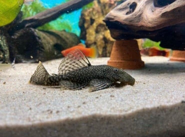 Ancistrus wildkleur (Borstelneus) eigen kweek., Dieren en Toebehoren, Vis, Zoetwatervis