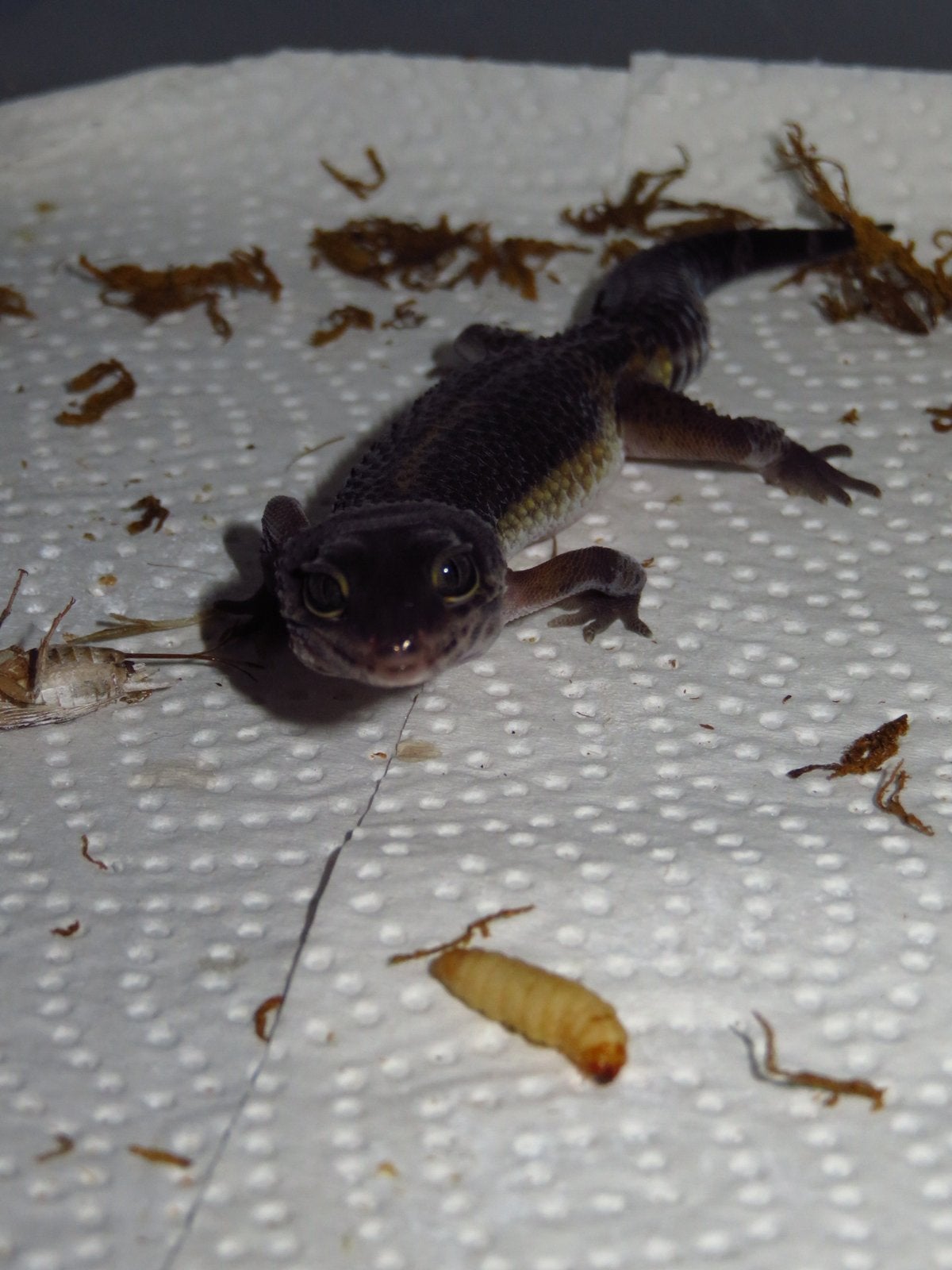 black night luipaardgekko man Leopard Gecko photo 3
