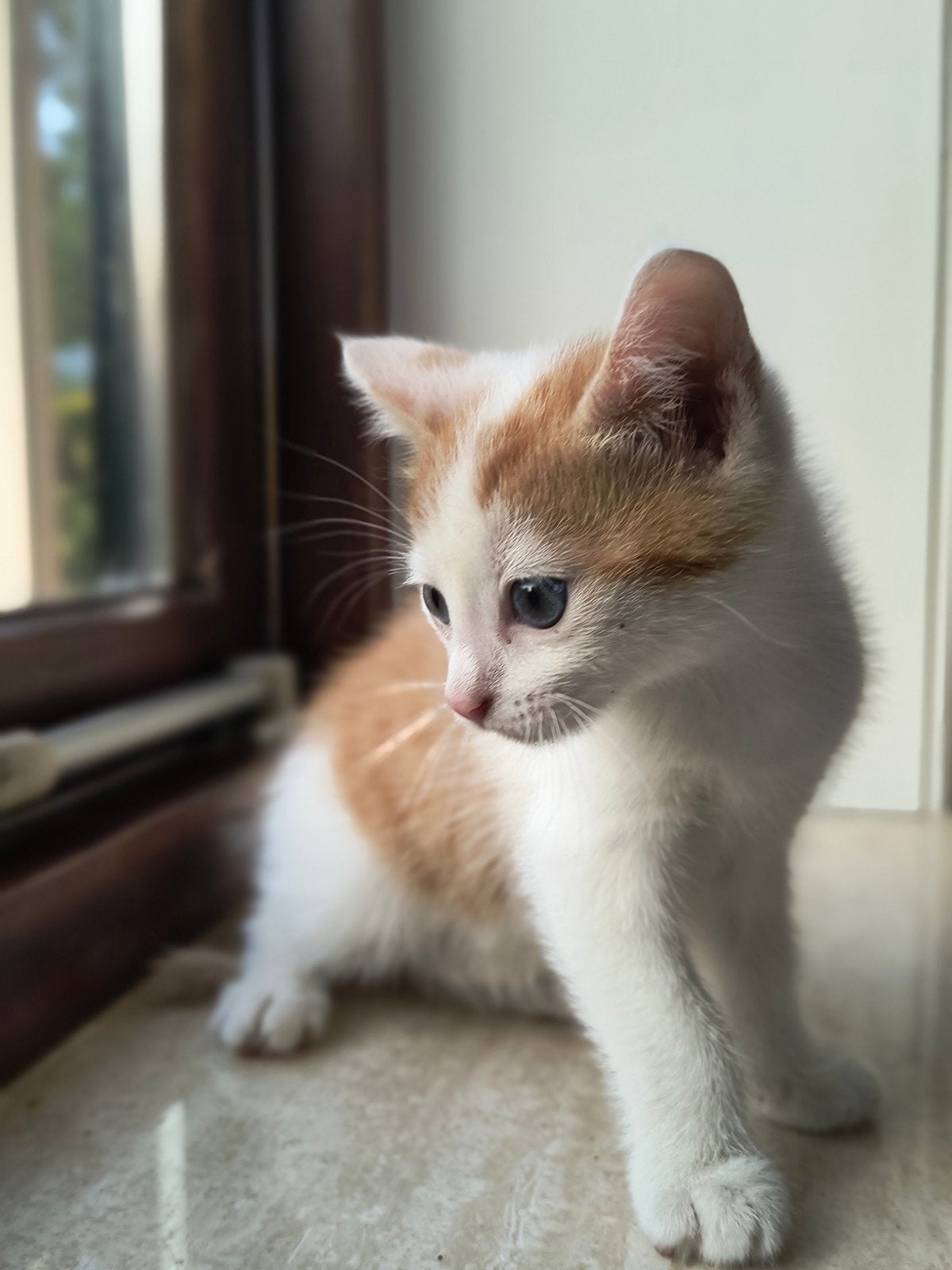 Nog één lieve rood-witte kitten te koop, Dieren en Toebehoren, Katten en Kittens | Overige Katten, Kater