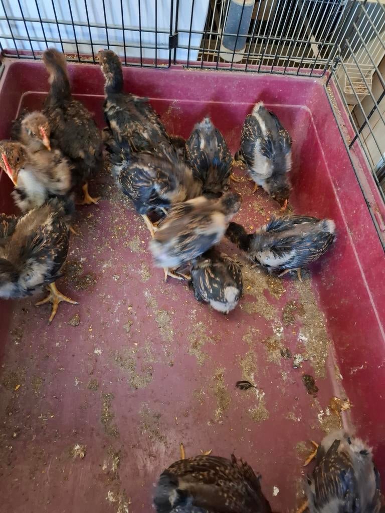 Barnevelder  hanen, Dieren en Toebehoren, Mannelijk, Kip