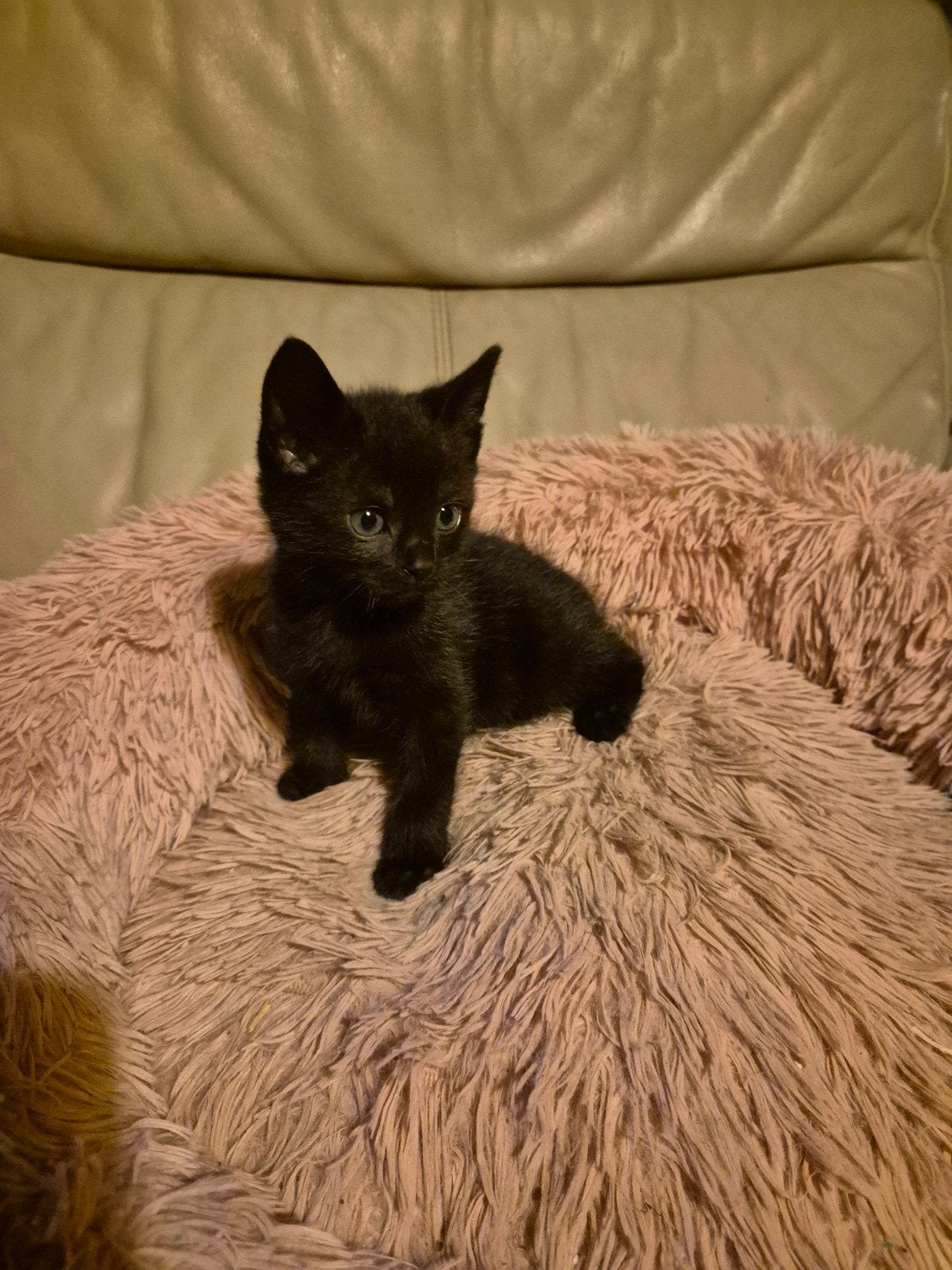 te koop lieve speelse kittens, Dieren en Toebehoren