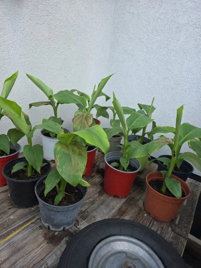 Musa Basjoo bananenplant, Ophalen, Vaste plant, Overige soorten, Volle zon