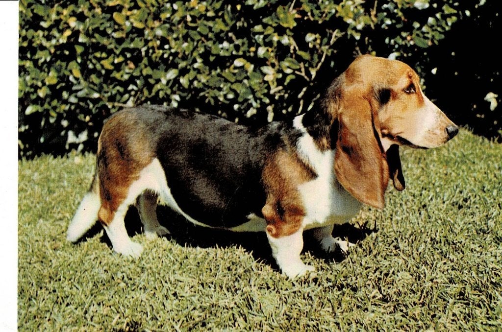 Vintage Basset Hound Ansichtkaart, Ophalen of Verzenden, 1960 tot 1980, Gelopen, Hond of Kat