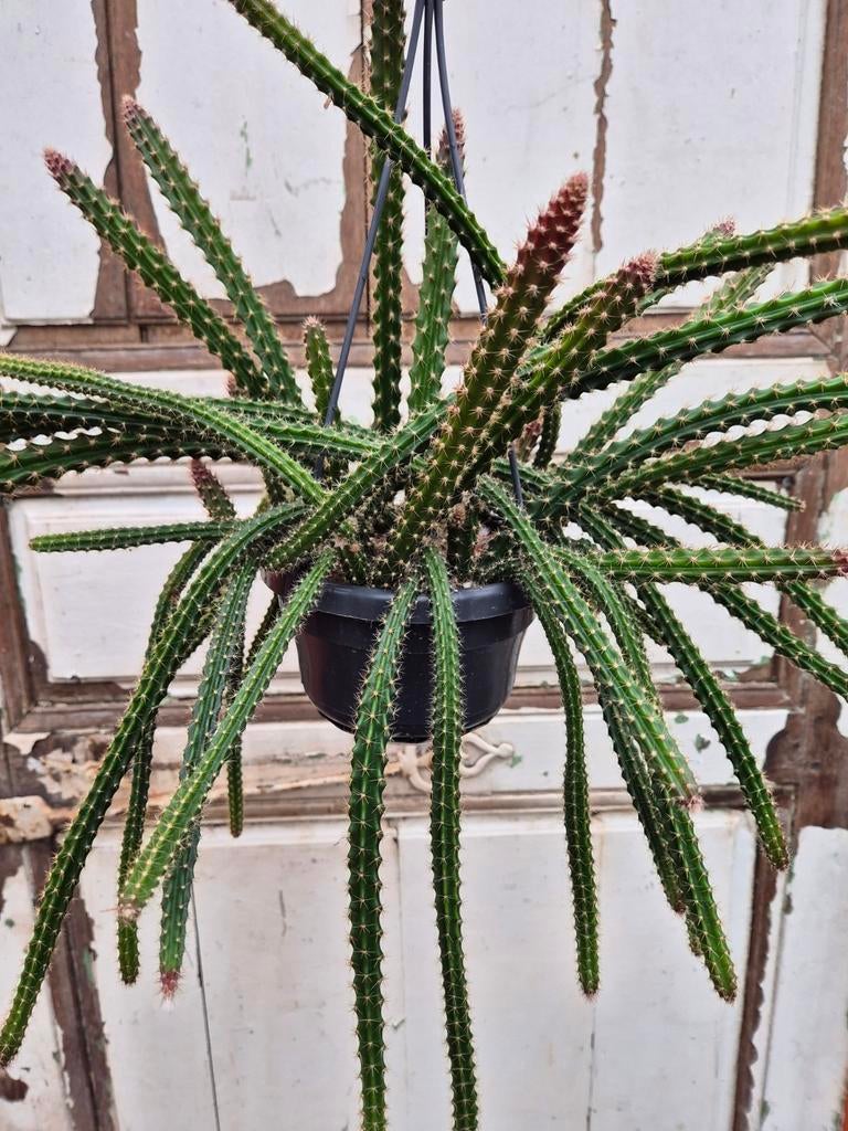 Aporocactus flagelliformis Malisonii p14, Ophalen of Verzenden, Halfschaduw, Minder dan 100 cm