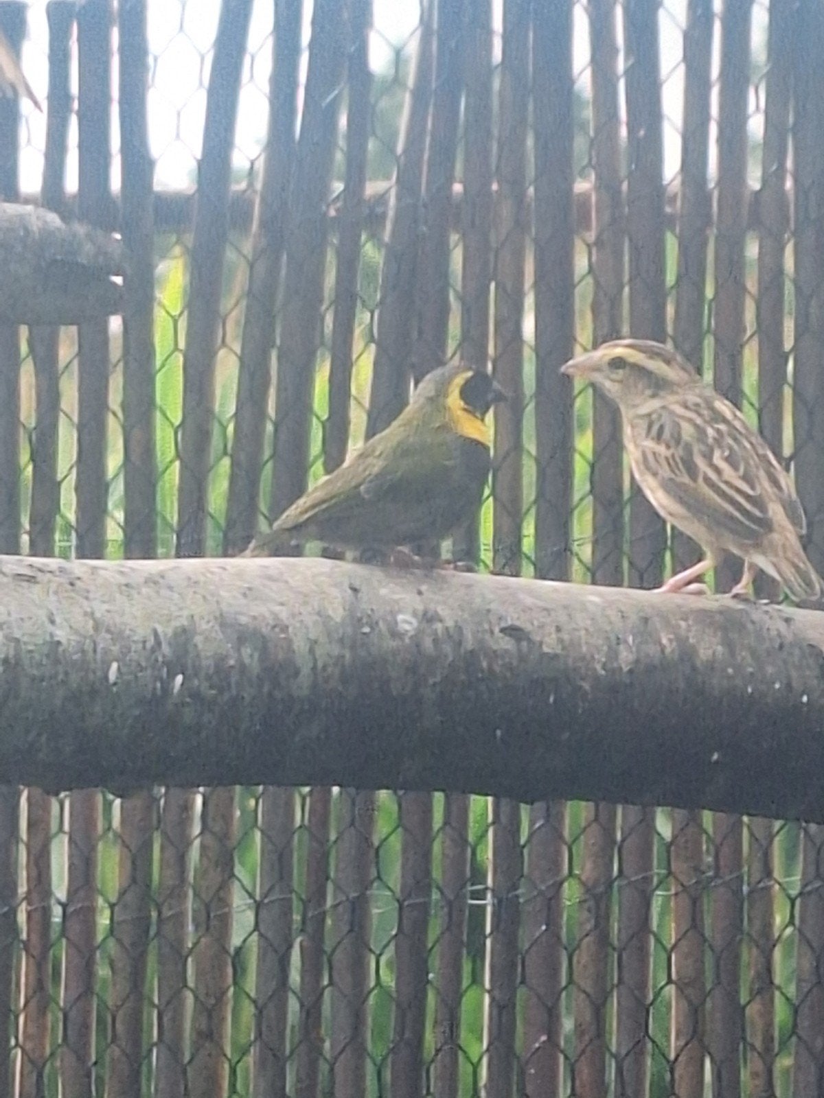 koppel cubavinken, Dieren en Toebehoren, Vogels | Overige Vogels, Meerdere dieren, Geringd
