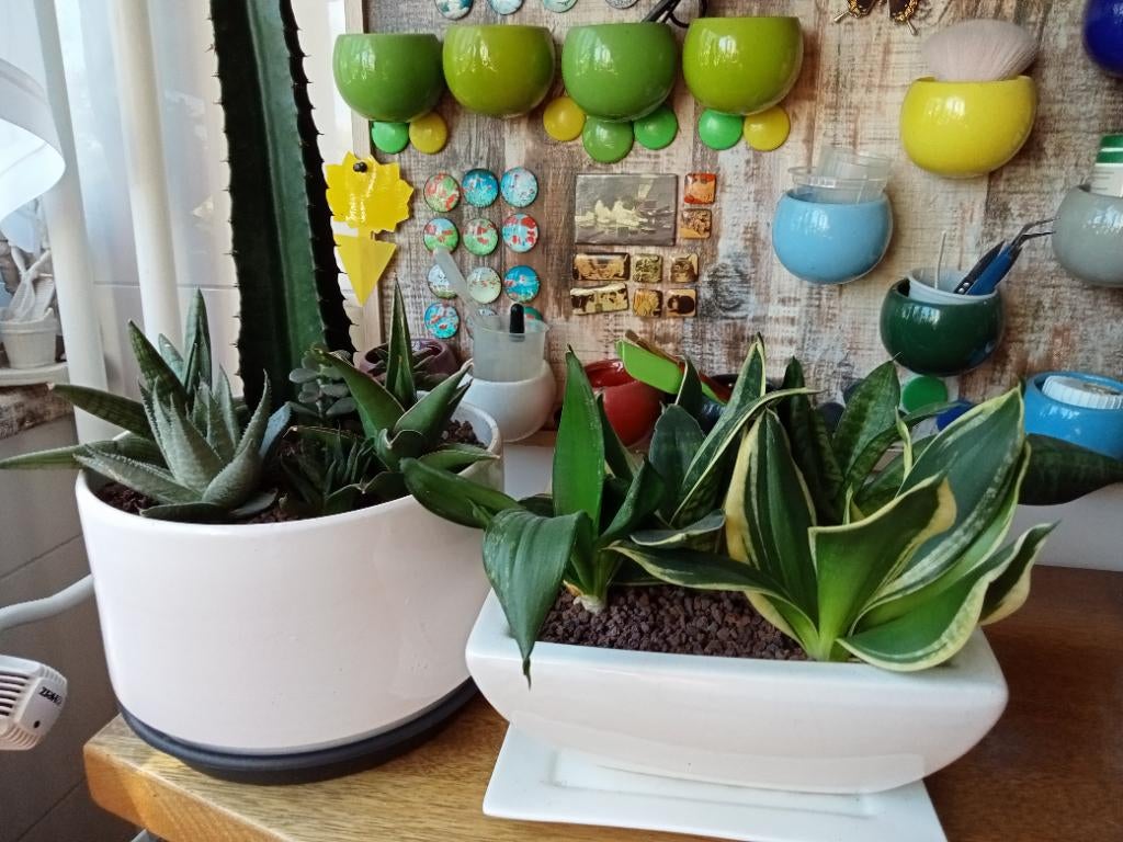 Compositie van vetplanten (haworthia, sansevieria enz.), Huis en Inrichting, Kamerplanten, Ophalen, In pot, Halfschaduw, Minder dan 100 cm