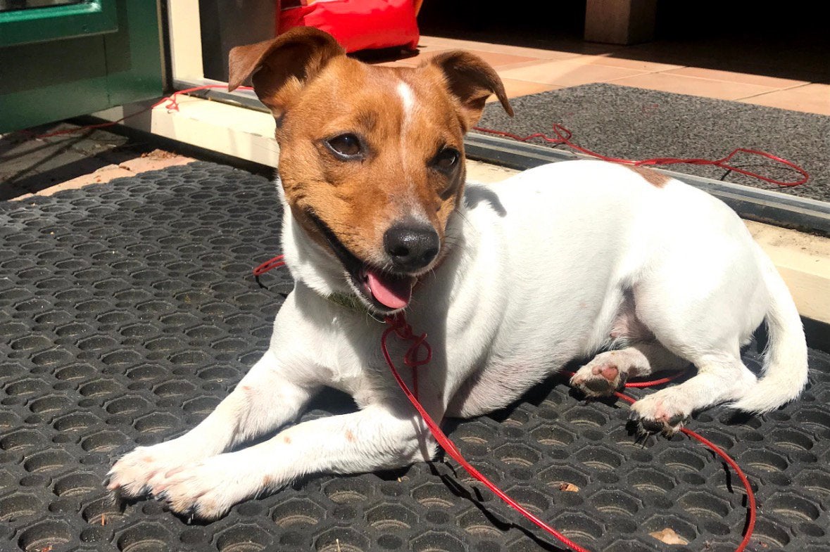 Spoed oppas gezocht 15/7 tm 30/7, 6 jaar of ouder, Jack Russell Terriër, Teef, Parvo