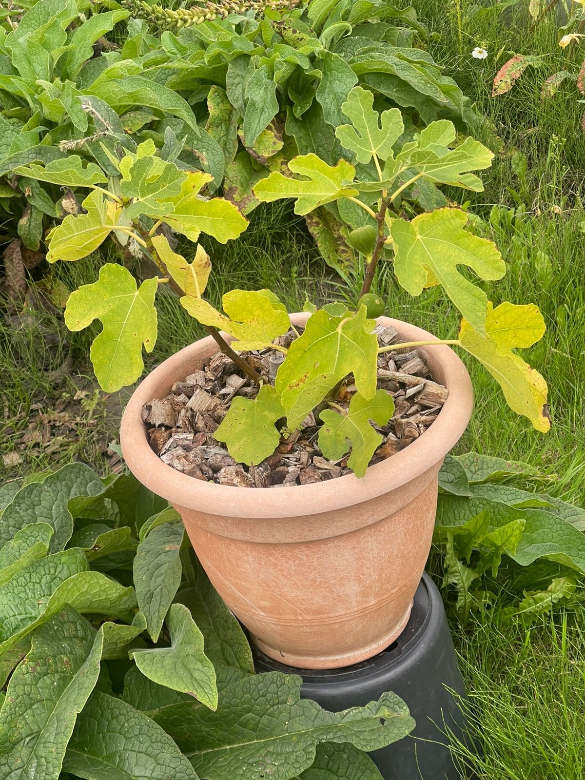 Vijgenplant Brown Turkey - Zoete vijgen gegarandeerd!, Volle zon, Vaste plant, Zomer, Ophalen