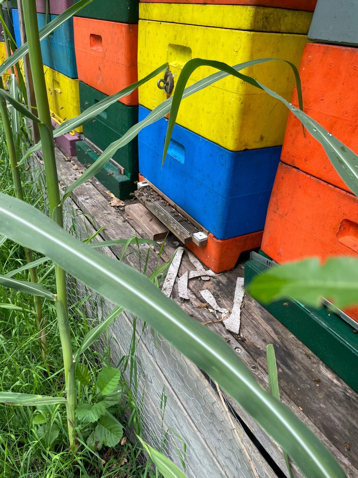Diverse Bijenvolken Bijenvolk te koop buckfast en carnica, Dieren en Toebehoren, Insecten en Spinnen, Bijen