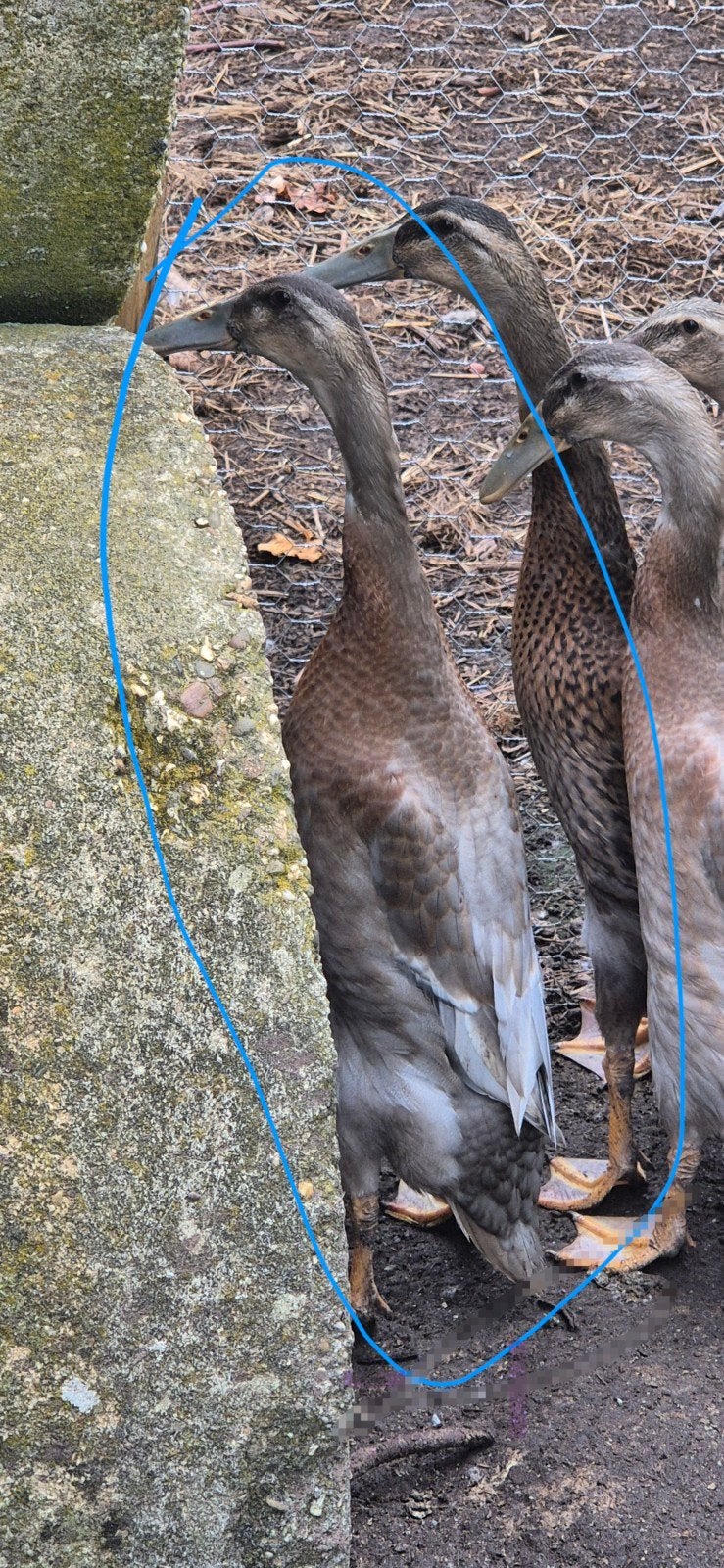 indische loopeenden woerden 8 weken oud, Meerdere dieren, Eend