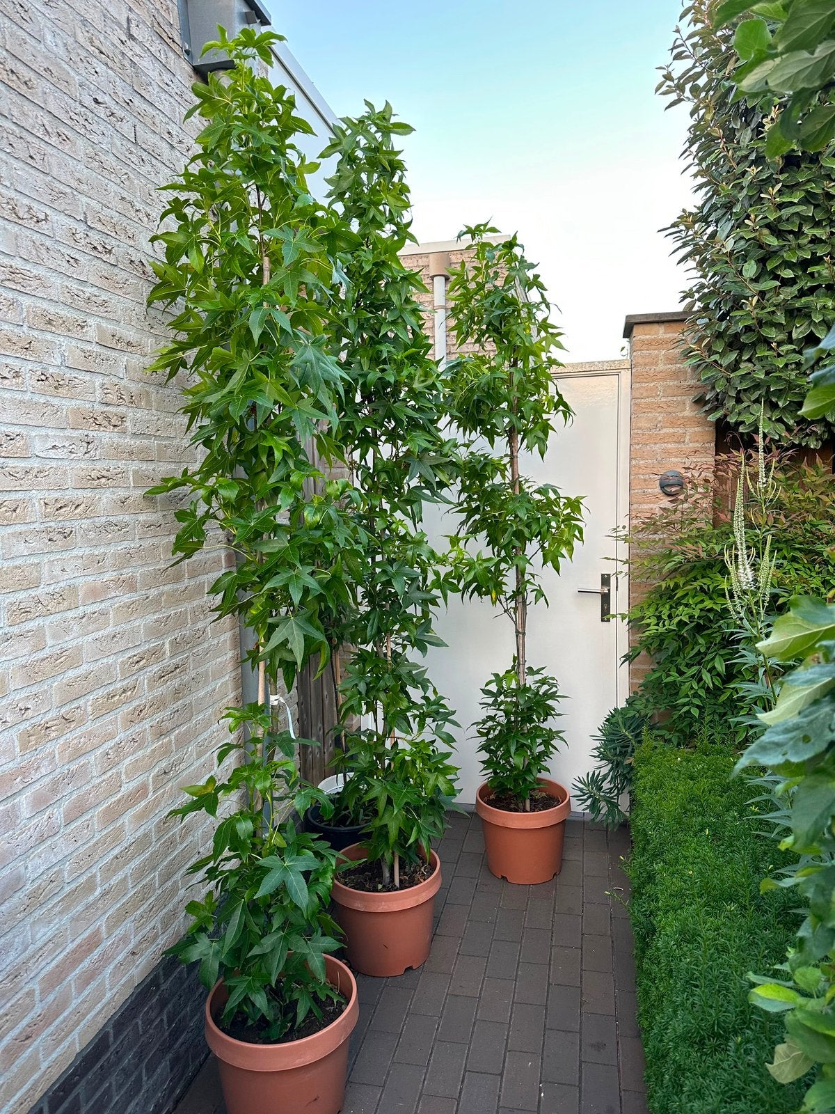 3 mooie Liquidambar styraciflua ‘Slender Silhouette’, Tuin en Terras, Planten | Bomen, Zuilboom, 100 tot 250 cm, Volle zon, Herfst