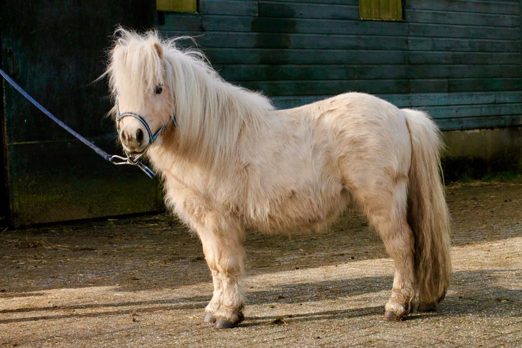 ter dekking Shetlander palomino hengst, Dieren en Toebehoren, Hengst
