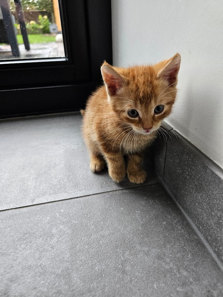Drie leuke rode Kittens van 7 weken oud, Dieren en Toebehoren, Meerdere dieren, Kortharig, 0 tot 2 jaar