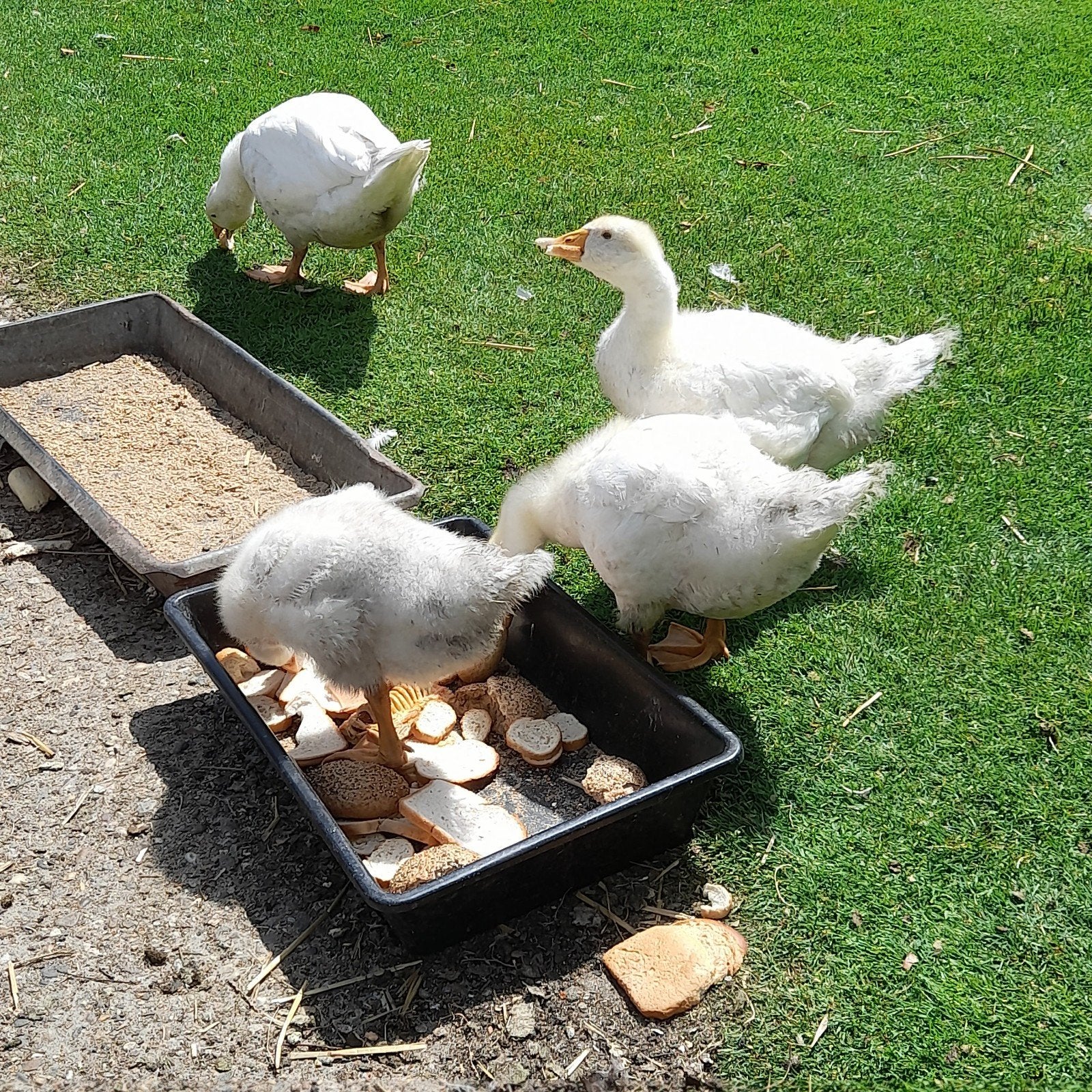 Boheemse ganzen, Dieren en Toebehoren, Pluimvee, Meerdere dieren, Gans of Zwaan