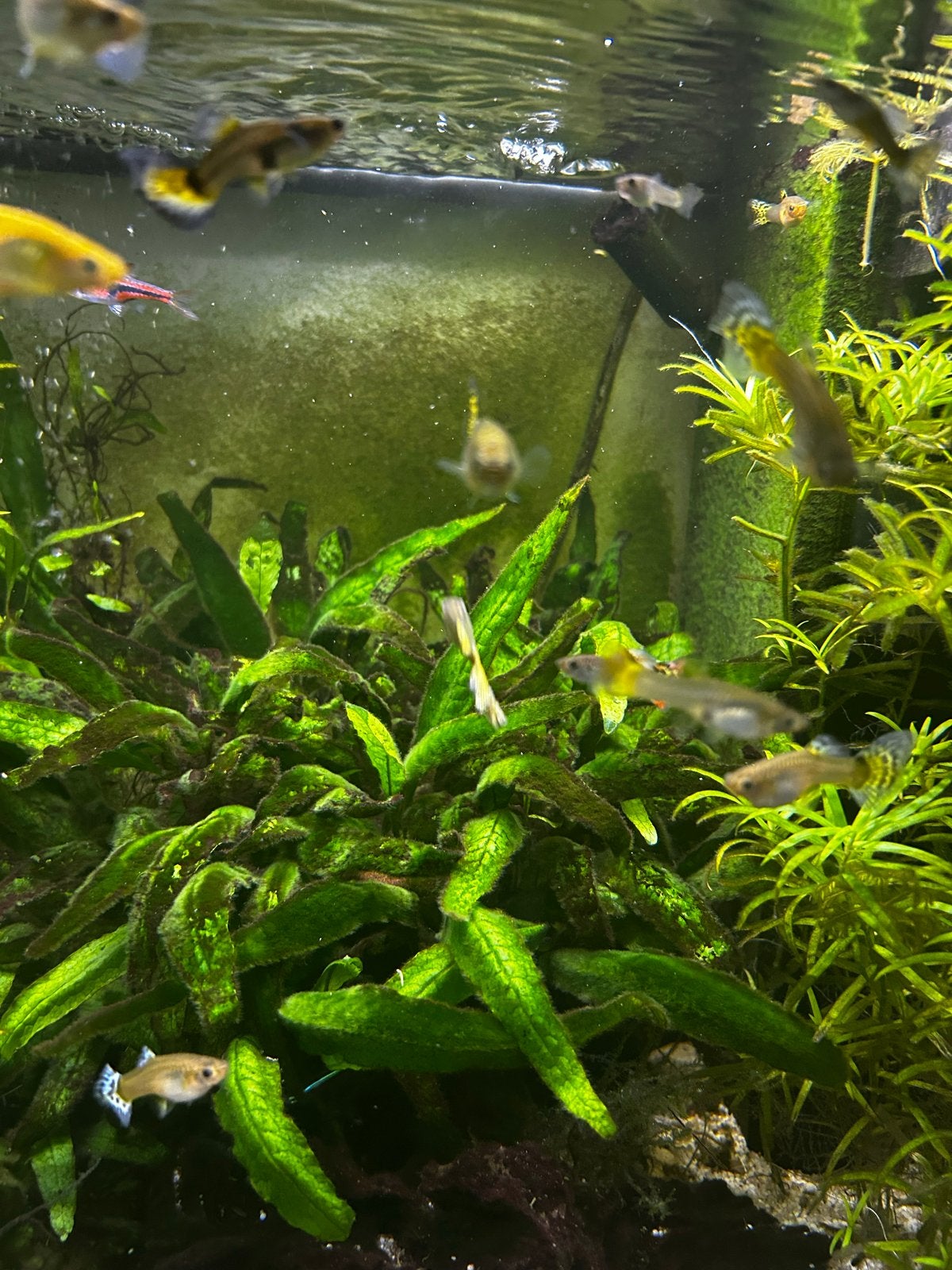 Gezonde volwassen guppy’s