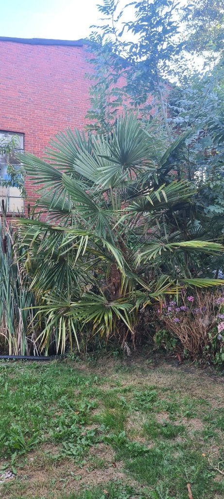 Trachycarpus palmboom +- 270cm hoog, Tuin en Terras, Planten | Bomen, 250 tot 400 cm, Zomer, Palmboom, Ophalen