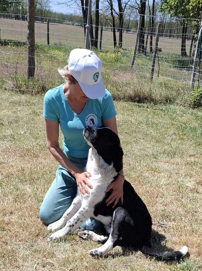 Alabai pup reu – ideale waakhond voor erf/boerderij, Fokker | Hobbymatig, 15 weken tot 1 jaar, Reu, Buitenland