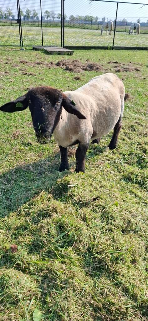 suffolk ooien, Dieren en Toebehoren, Schapen, Geiten en Varkens, Vrouwelijk, Schaap