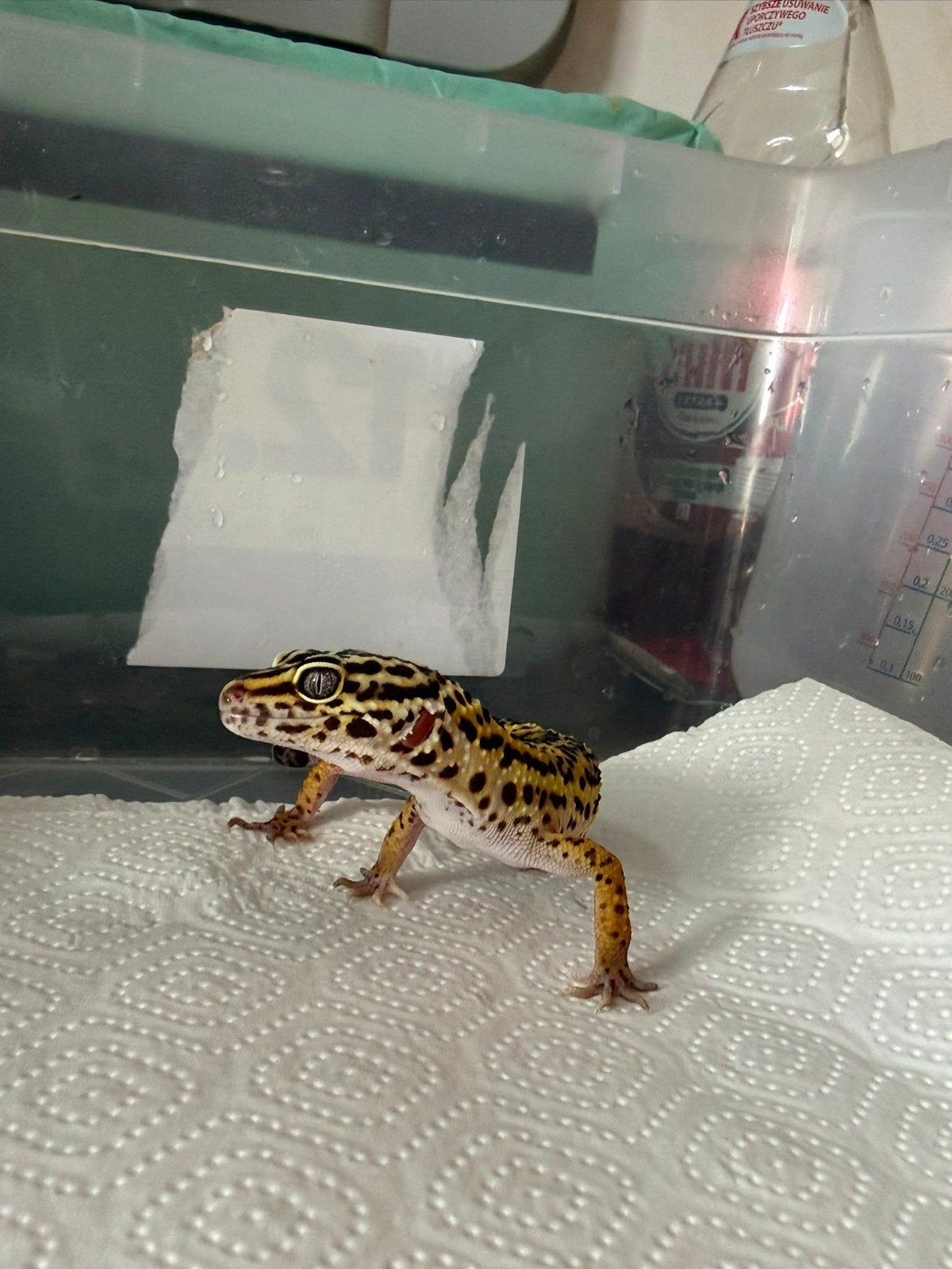 1.0 luipaardgekko wildkleur het blacknight Leopard Gecko photo 3