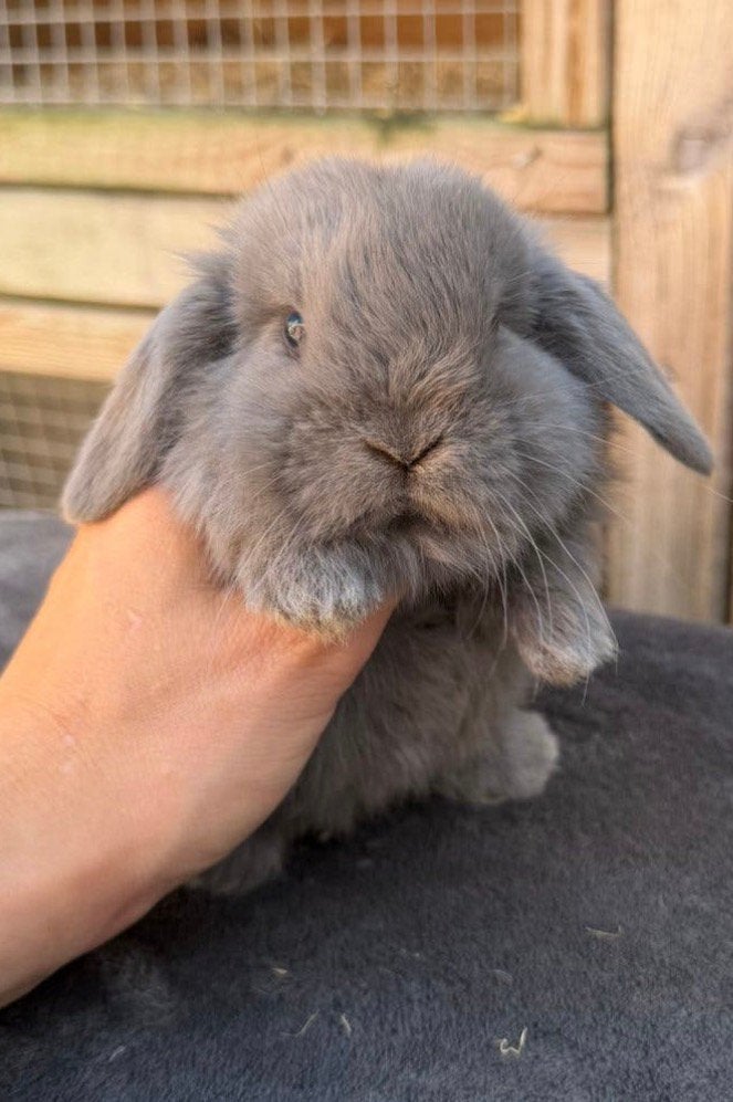 Prachtige minilop konijntjes mogen verhuizen, Meerdere dieren, Dwerg