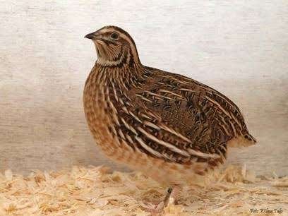 Japanse jumbo kwartels, Dieren en Toebehoren, Pluimvee, Meerdere dieren, Overige soorten