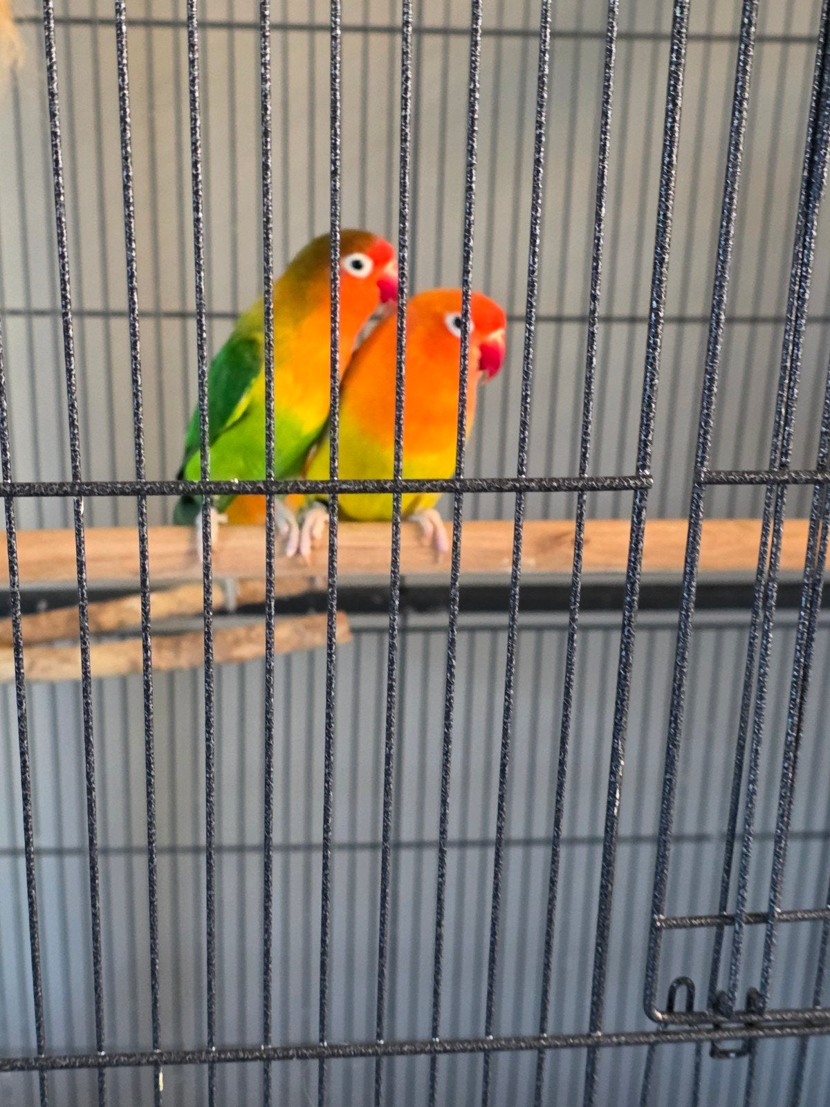 mooi  bewezen koppeltje agapornissen, Meerdere dieren, Dwergpapegaai of Agapornis, Geringd