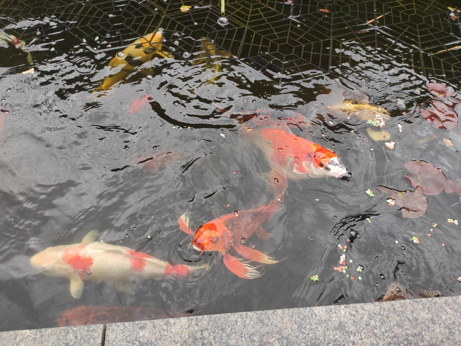 Koi's te koop wegens beëindiging hobby, Karper of Koi
