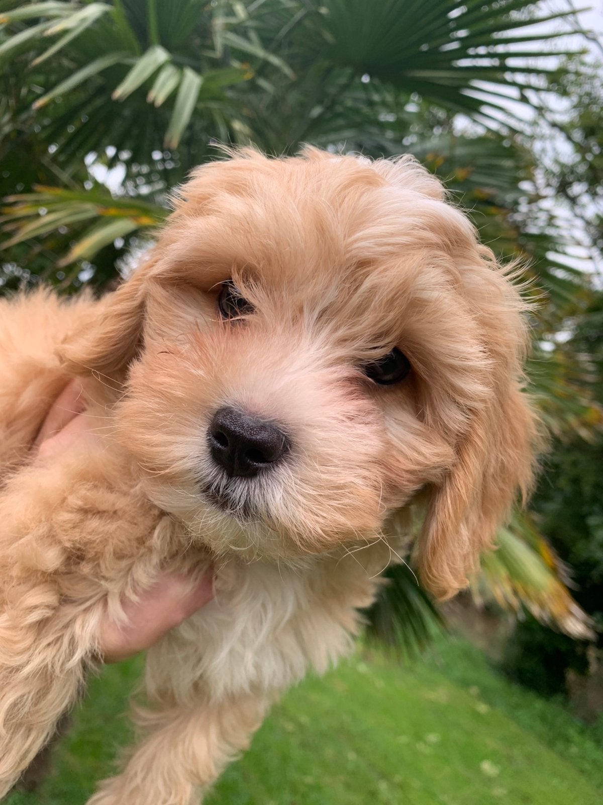 Prachtige Maltipoo pups (nog 1 reutje), Overige rassen, CDV (hondenziekte), 8 tot 15 weken, Meerdere