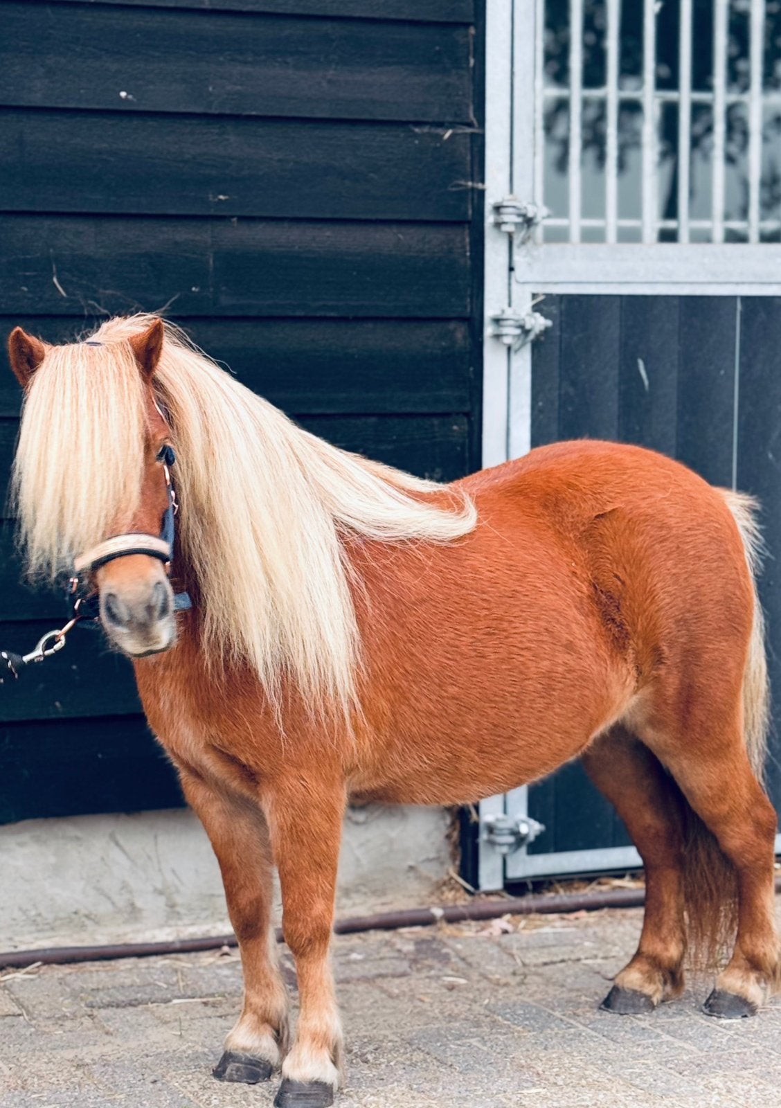🩷Prachtige brave shetland pony’s🩷, Merrie, Met stamboom, Niet van toepassing, A pony (tot 1.17m)