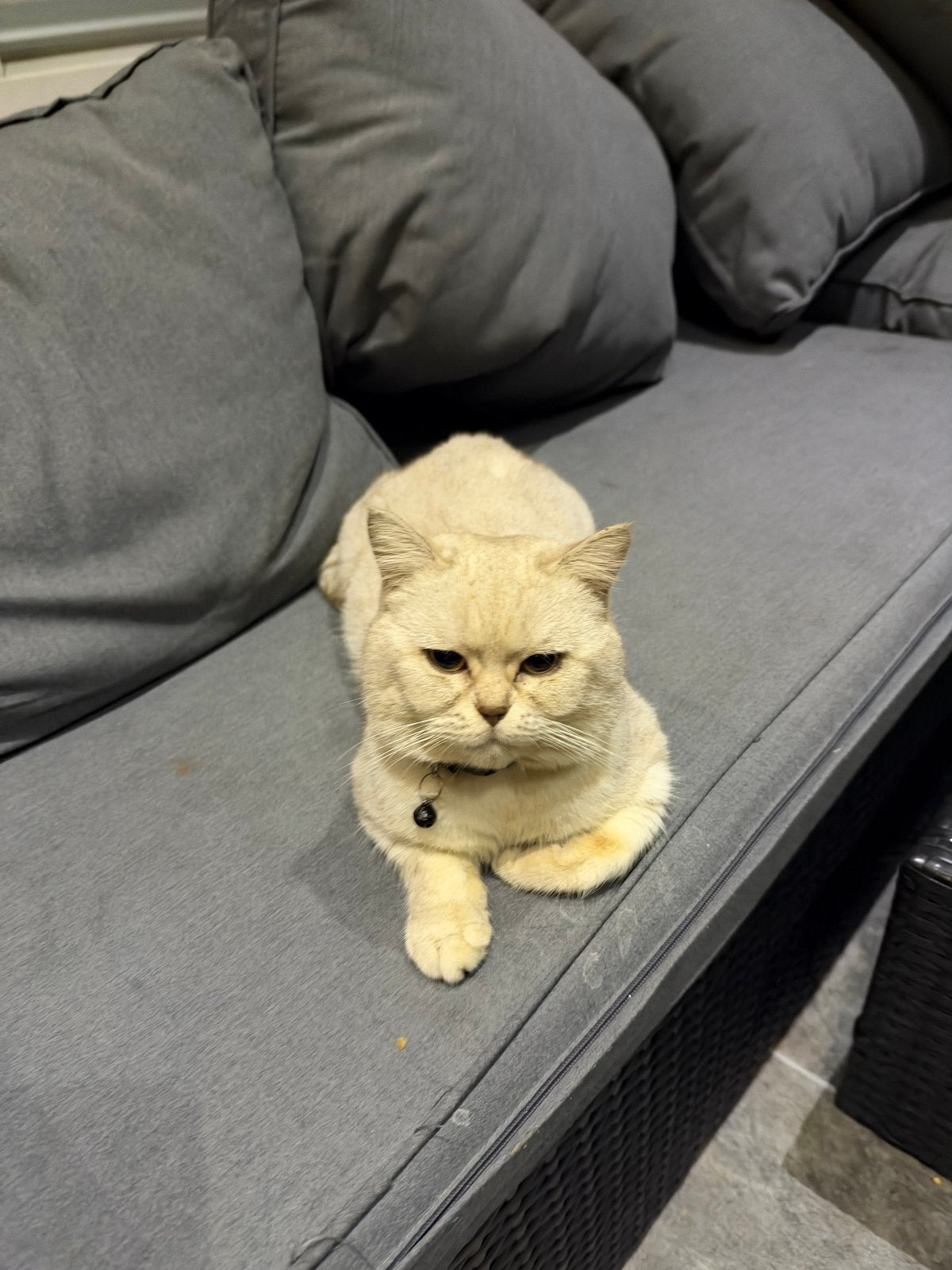 Britse korthaar creme, Kater, Ontwormd, 0 tot 2 jaar