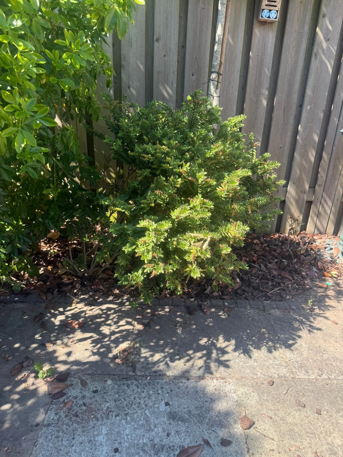 Groenblijvende sierstruik, Tuin en Terras, Planten | Struiken en Hagen, Ophalen, Overige soorten