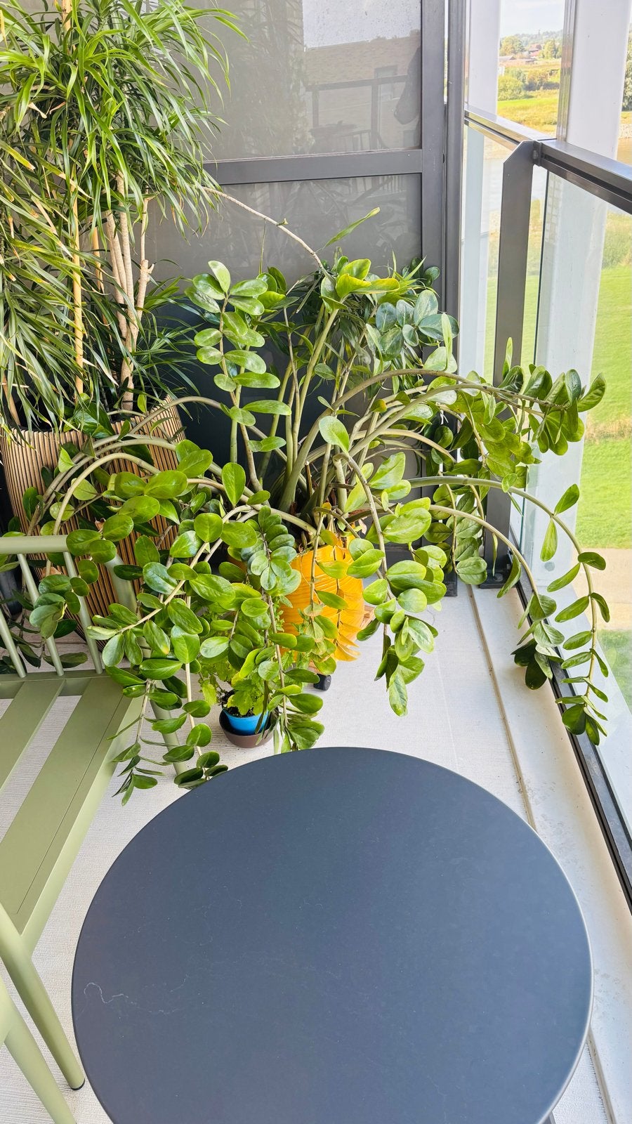 Grote Zamioculcas Zamiifolia - Geluksveer Kamerplant, Huis en Inrichting, Ophalen, Overige soorten, Halfschaduw, In pot