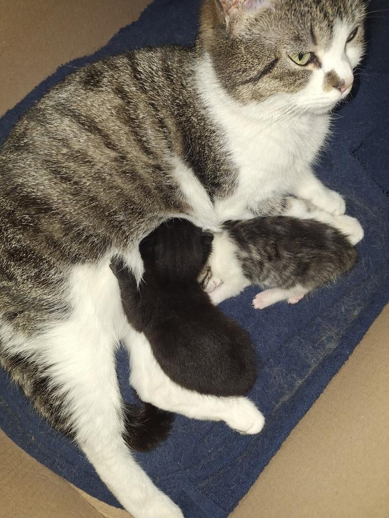 2 nestjes kittens., Meerdere dieren, Ontwormd, 0 tot 2 jaar