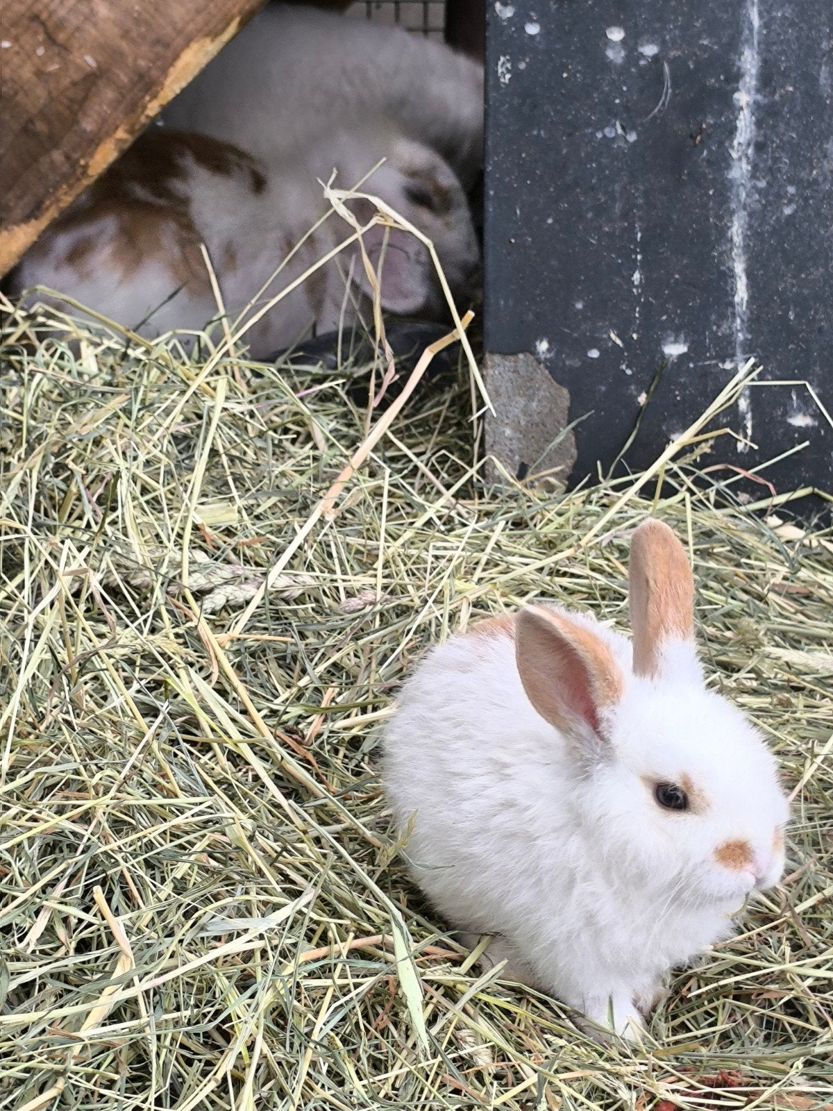 3 konijnen, Dieren en Toebehoren, Meerdere dieren