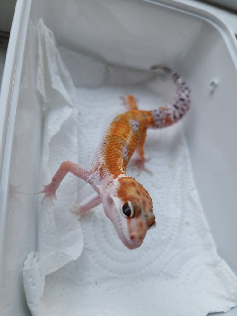 1.0 purple head x w&y bell albino luipaardgekko Leopard Gecko photo 2
